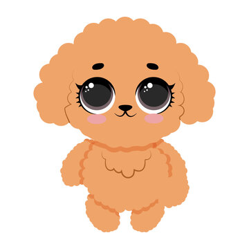 Cute fluffy poodle puppy standing