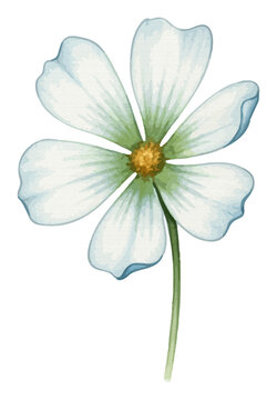 Elegant watercolor white cosmos flower illustration with soft green petals and yellow stamen