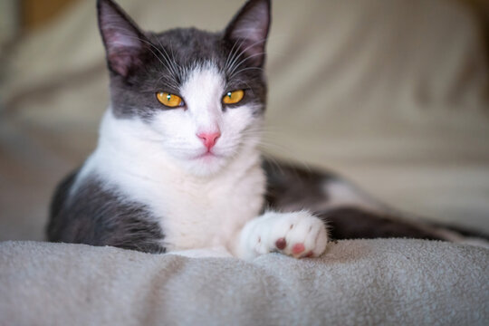 Cat, Bed, Home - A grey and white cat with yellow eyes relaxes on a bed in a home.