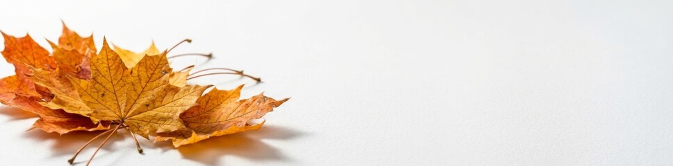 Fototapeta premium Autumn maple leaves falling on white background. Vibrant orange foliage for seasonal design and nature themes.