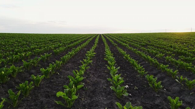 Green sugar beet seedlings growing in rows on a vast agricultural field at sunset with fertile soil