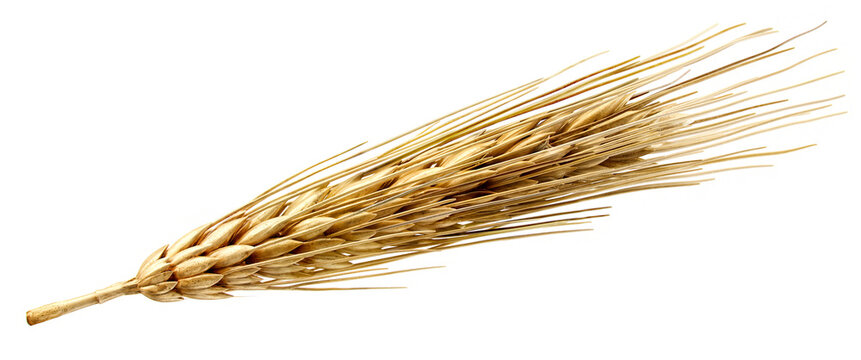 Single dried wheat ear isolated on white background, realistic cereal grain spike close-up for agriculture, food, farming and bakery design, 3D render