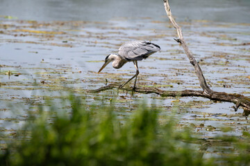Héron cendré, © JAG IMAGES