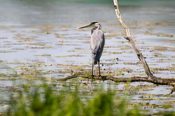 Héron cendré, © JAG IMAGES