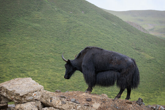 Tibet yak eating grass in the grassland