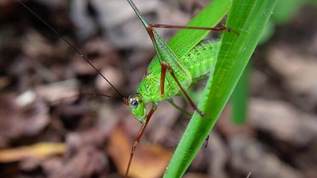 한국,곤충,줄베짱이,베짱이,여치,South Korea, insect, katydid, bush cricket