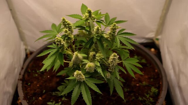 Cannabis plant in flowering stage within a reflective grow tent, close-up view showing buds and foliage.