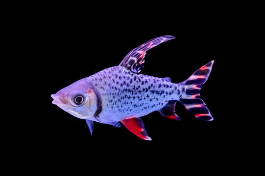 red fei feng tropical fish isolated on white