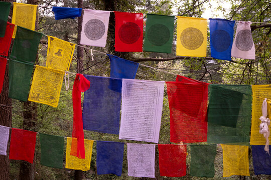 Lung ta, colorful prayer flags adorned with scriptures and symbols, fluttering in the forested surroundings of the kora, a pilgrimage route in Dharamsala, Himachal Pradesh, India