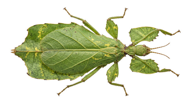 Incredible camouflage of a leaf insect mimicking a plant's foliage