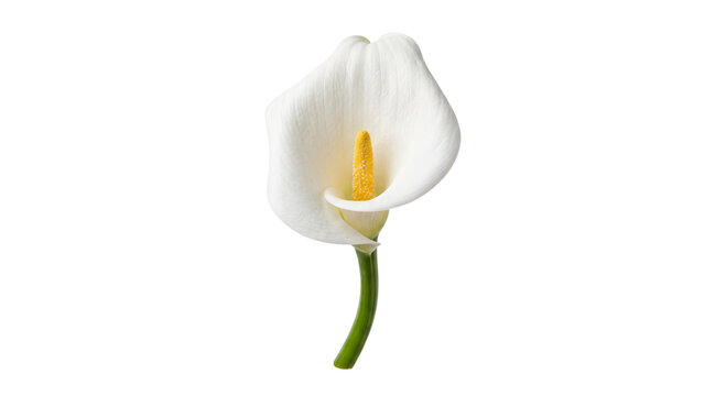 Elegant white calla lily flower with a bright yellow stamen on a clean background