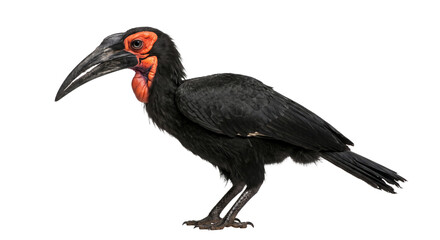 Southern ground hornbill with striking red facial skin and large black beak © Sapphire