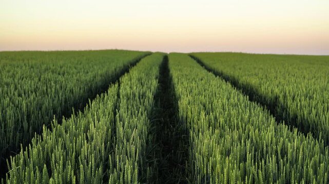 Person walking through a green wheat field casting a long shadow during a warm sunset creating a peaceful and serene atmosphere