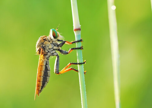robber fly