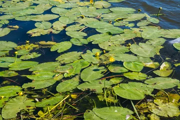 Fotobehang Badkamer Horizontal pond covered with yellow water-lily buds and green floating leaves amidst natural debris and dark blue water. Great for natural wetland art, wild botanical themes, and eco-wallpapers.  © Margarita