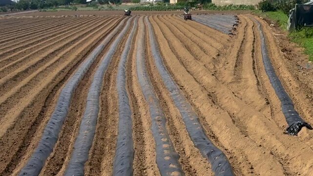 Long rows of farmland prepared with black plastic mulch for crop planting. Modern agricultural field using efficient soil protection, moisture conservation and sustainable farming practices.