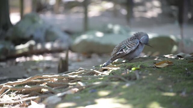 4K video of a gray pigeon resting in the shade of a tree