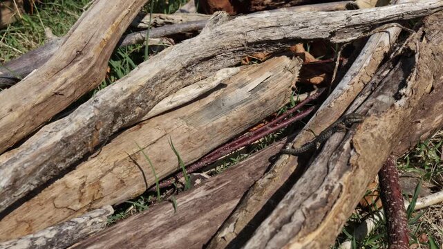 Common Lizard Basking on Weathered Wood and Flicking Its Tonque in Natural Habitat