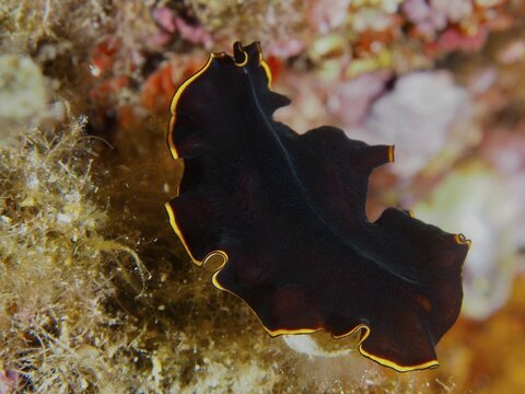 A wavy whirlpool worm with a yellow edge, black yellow flatworm (Prostheceraeus splendidus), over algae, dive site peninsula Giens, Mediterranean Sea, Porquerolles, Provence, C&ocirc;te d'Azur, France