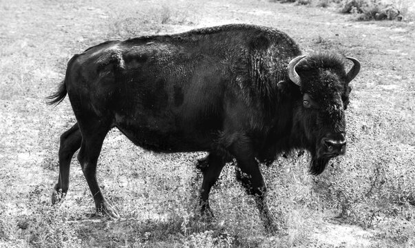 Beefalo or Cattalo, hybrid from North American bison (Bison bison) and domestic cattle (Bos taurus), black-and-white, Utah, USA