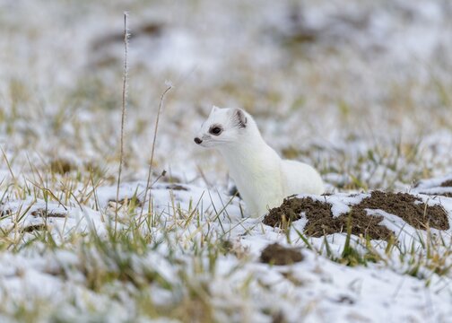 Stoat (Mustela erminea), in winter fur on a meadow covered with snow, Swabian Alb Biosphere Reserve, Baden-W&uuml;rttemberg, Germany