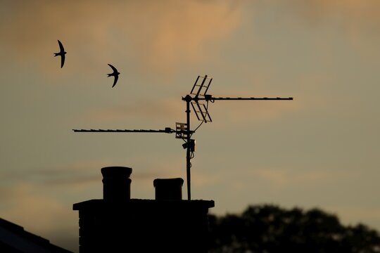 Common swift (Apus apus) two adult birds in flight over an urban house rooftop silhouette at sunset in summer, Suffolk, England, United Kingdom