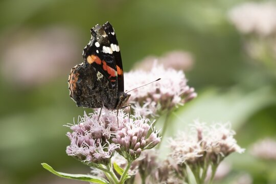Red admiral butterfly (Vanessa atalanta) adult insect feeding on Hemp agrimony (Eupatorium cannabinum) flowers in the summer, England, United Kingdom