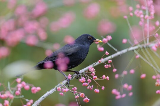 A common blackbird (Turdus merula) sits in a European spindle tree (Euonymus europaeus), and eats the fruit