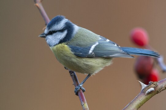Blue tit, parus caeruleus, autumn, birds, autumn, tits, passeri, songbirds, songbirds, tits, birds