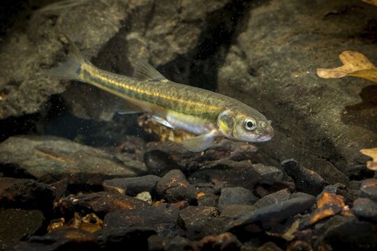 Bitterfish, minnow, Eurasian minnow, minnow, prille, phoxinus phoxinus, common minnow, fish, fishes, rivers, pisces