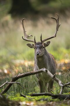 Dama dama, fallow deer, fallow deer, high size, vertical format, mammals, shovelers, mammals