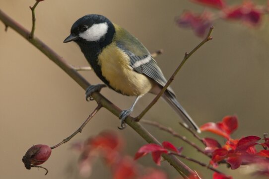 Great tit, great tit, parus major, autumn, birds, autumn, tits, passeri, songbirds, songbirds, tits, birds