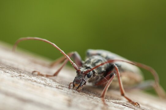 Finland, Oxymirus Cursor, Shoulder Longhorn Beetle, Toxotus Cursor, Beetle, Longhorn Beetle, Coleoptera, Female, Insects, Beetles, Female