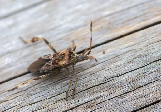 American pine bug, American cone bug, heteroptera, Leptoglossus occidentalis, neobiota, insects, pine bug, neozoon, bedbugs, western conifer seed bug, cone bug