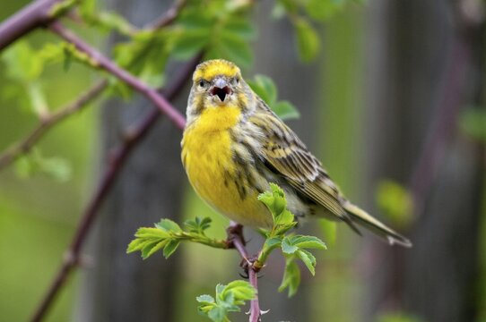 European Serin, serine, serinus serinus, birds, song, male, passeri, singing, songbirds, birds