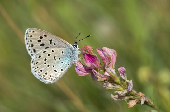 Ant blue, glaucopsyche arion, large blue, maculinea arion, phengaris arion, quendel ant blue, thyme ant blue, butterfly, insects, butterfly, butterflies, butterflies