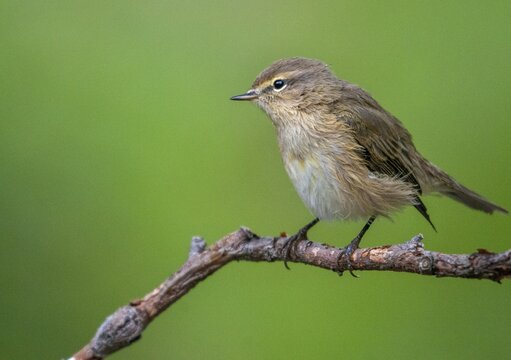Chiffchaff, phylloscopus collybita, zilpzalp, birds, passeri, songbirds, birds