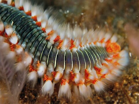 Close-up of a fire bristle worm (Hermodice carunculata) in the sea. The fine bristles and their vivid colours are striking. Dive site El Cabron marine reserve, Arinaga, Gran Canaria, Spain, Atlantic Ocean