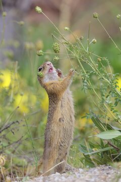 A fully grown European ground squirrel (Spermophilus citellus) eats seats, leaves and flowers in a green meadow with tall vegetation on a sunny day. Austria