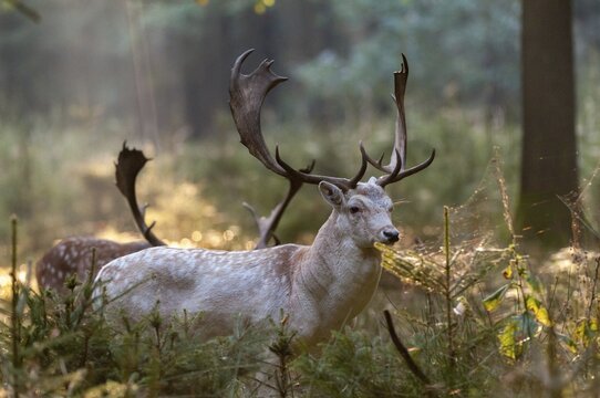Dama dama, fallow deer, fallow deer, mammals, shovelers, mammals