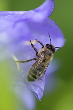 Apidae, apis mellifera, bees, European honey bee, European honeybee, hymenoptera, western honey bee, western honey bee, high size, portrait format, honey bee, honeybee, insects, wild bees