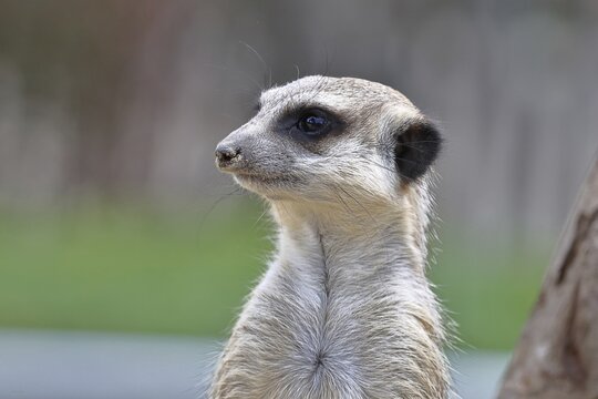 Meerkat (Suricata suricatta) animal portrait, captive, Hesse Germany
