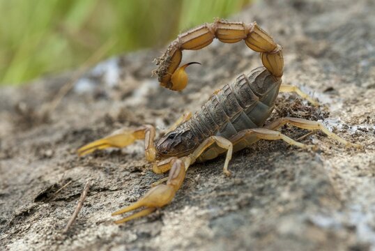 Arachnida, Buthus occitanus, common xellow scorpion, field scorpion, rock scorpion, yellow scorpion, yellow desert scorpion, scorpiones, arachnids, arthropods, extremadura, arthropods, arthropods, scorpions, Spain