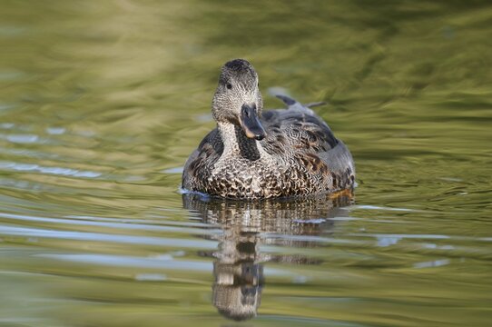 Gadwall (Mareca strepera), male duck swimming, North Rhine-Westphalia, Germany