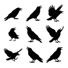 Naklejka premium Raven and crow bird silhouettes.