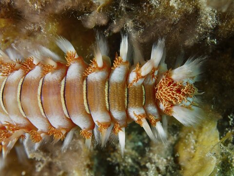 Close-up of a colourful bristle worm, the fire bristle worm (Hermodice carunculata), at the El Cabron Marine Protected Area dive site, Arinaga, Gran Canaria, Spain, Europe, Atlantic Ocean