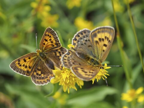Two butterflies with patterned wings, a female Duke of Burgundy (Lycaena virgaureae), on yellow flowers in a garden, Goms, Canton of Valais, Switzerland