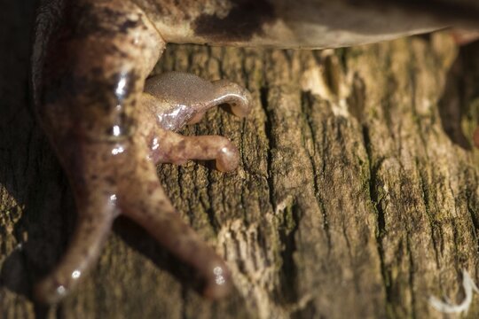 Agile frog, rutting calluses, estrus calluses, nuptial pad, mating calluses, rana dalmatina, jumping frog, amphibian, frog, frogs, amphibians
