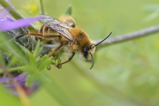 Apidae, bees, brown-breasted trouser bee, dasypoda altercator, dasypoda hirtipes, dasypoda plumipes, dark-fringed trouser bee, hymenoptera, pantaloon bee, insects