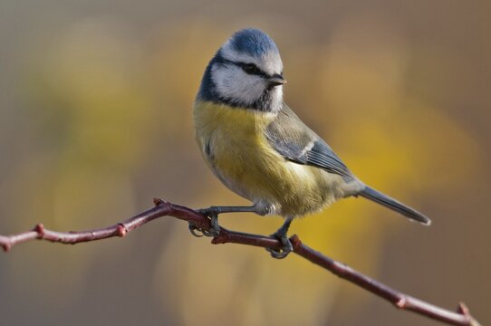 Blue tit, parus caeruleus, birds, tits, passeri, songbirds, songbirds, tits, birds